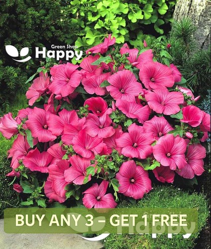 Rose mallow ruby regis series - ruby,