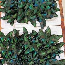 3-100 pcs natural Real Butterflies Specimen (Papilio maackii）