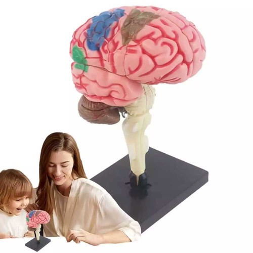 Color coded human brain model - color,