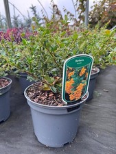 Large Berberis Darwinii