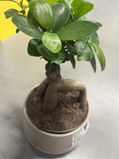Ficus microcarpa Ginseng 10