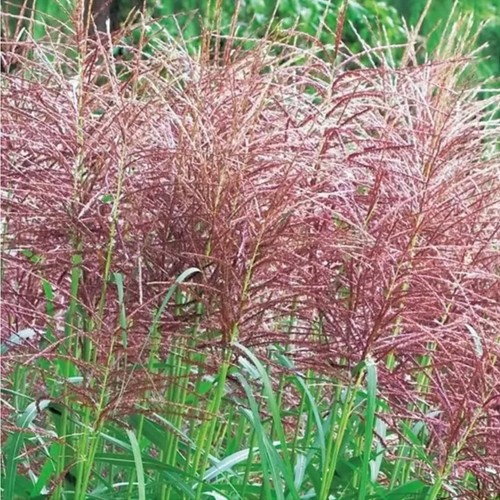 Miscanthus sinensis red - sinensis,