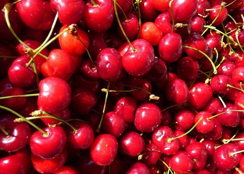 Stella cherry fruit tree 6ft - stella,