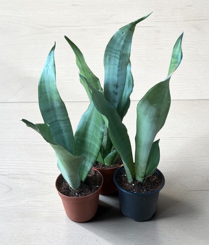 Sansevieria trifasciata - sansevieria,