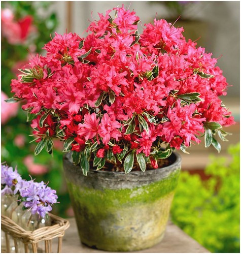 Dwarf japanese azalea - dwarf,