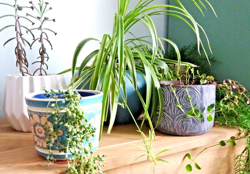 Positive propagation plant box - propagation,