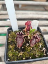 Cephalotus Big Boy carnivorous