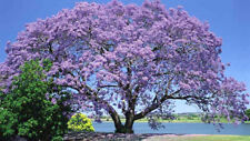Paulownia fortunei (Empress Tree) 50 Seeds •RARE Outdoor Plant Garden Flowers UK