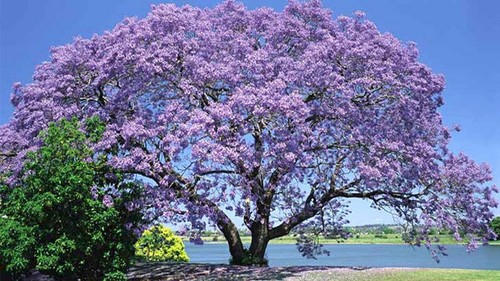 Paulownia fortunei empress - paulownia, (empress