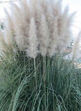 100 Pcs Pampas Grass Seed- White Ornamental Plant- CORTADERIA SELLOANA-FL038