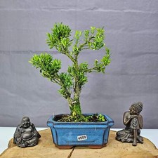 Boxwood (Buxus Harlandii)