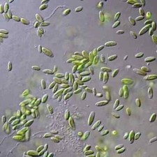 Paramecium Culture – Premium Food for the Smallest Fry