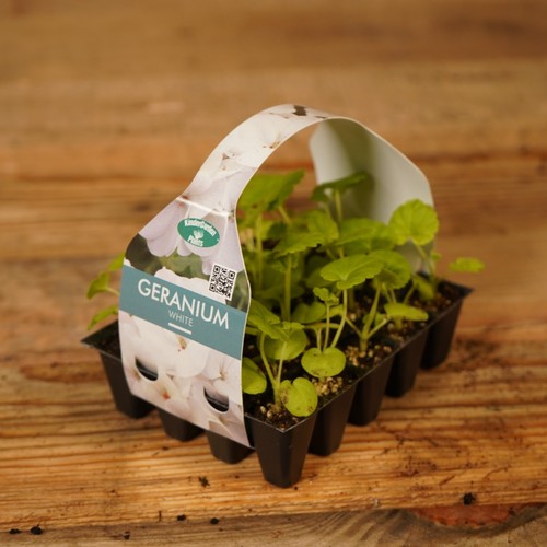 Plug plants geranium - geranium,