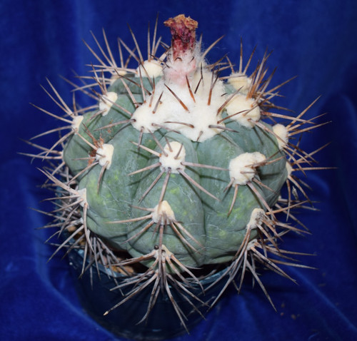 Large echinocactus - large,