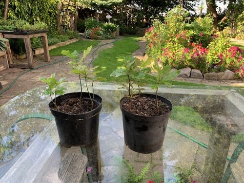 Stunted growth nearly - growth,