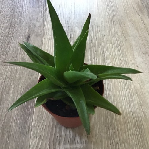 Large haworthia plant aloe - large,