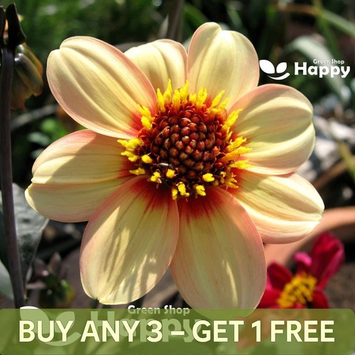 Dahlia variabilis dwarf single - variabilis,