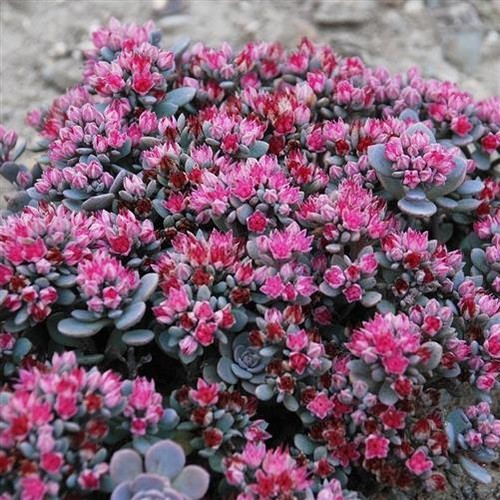 Sedum sunsparklerâ blue - sedum, 'blue