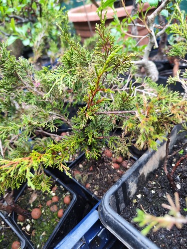 Two year old - two, bare-root