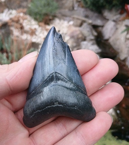 Megalodon tooth shark fossil - tooth,