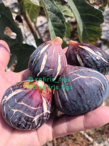 Mavra klirou figs black - klirou”,