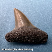 Isurus hastalis mako shark