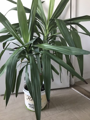 Xxx large twin stem yucca - xxx,