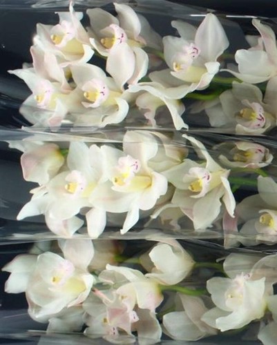Farm fresh orchid cymbidium - farm, orchid/cymbidium