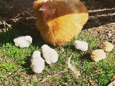 Lot of 10 Hatching Eggs Large Orpington Chickens Variegated Mixed