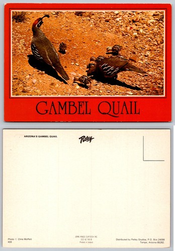 Arizona gambel quail chicks - quail,