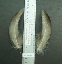 One Pair ~5" Farm Raised Extra