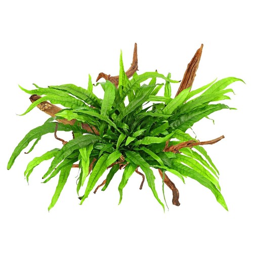 Java fern narrow - java,