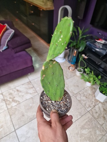 Opuntia prickly pear cactus - prickly,