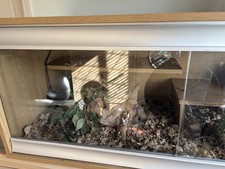 Vivexotic  Bearded dragon Oak