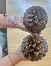 Large Natural Pine Cones x10