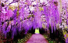 Real Wisteria Climbing Flower