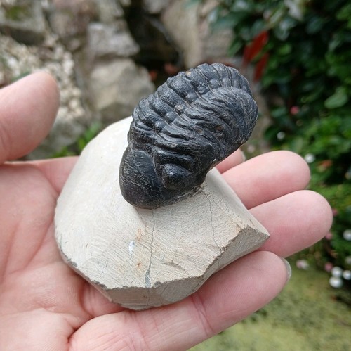 Fossil trilobite reedops - fossil,