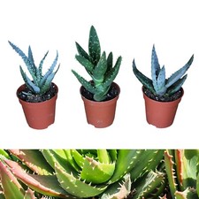 Aloe Vera Plant Mix - 3 Plants