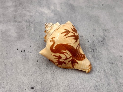 Carved conch seashell - carved,