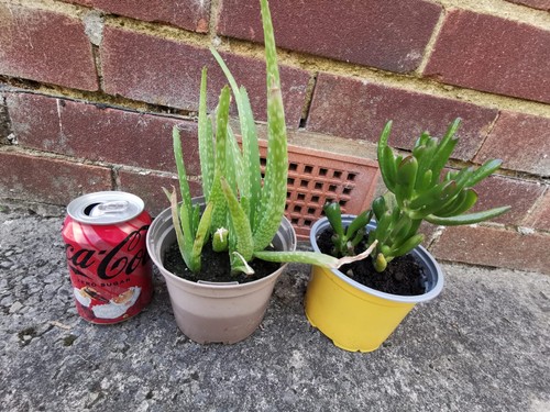 House aloe vera money - house,