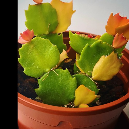 Rare schlumbergera cristen - schlumbergera, 'cristen