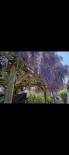 10 Healthy Purple Wisteria
