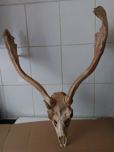 Old nature cleaned fallow deer - nature,