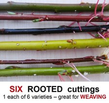 Willow tree rooted cuttings - willow,