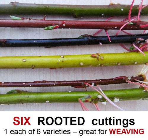 Willow tree rooted cuttings - willow,
