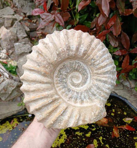 Large fossil ammonite - x,