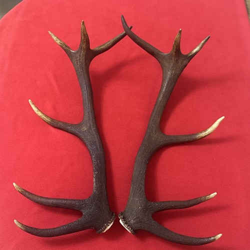 Pair red deer antlers - pair, of