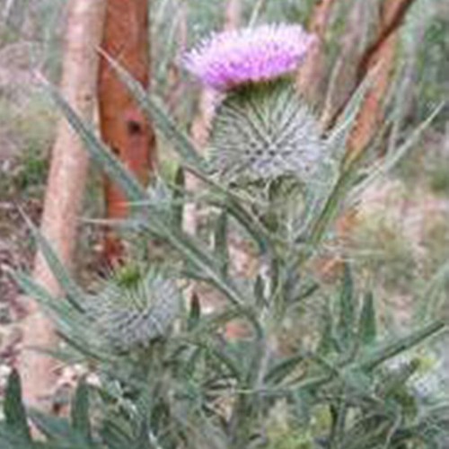 Herb thistle scottish - scottish, or