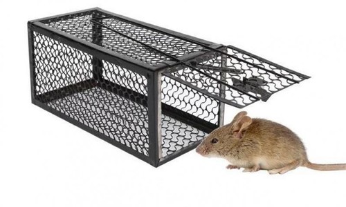 Rat trap catcher - trap,
