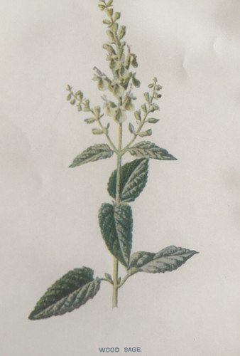 Antique print wood - sage, c1900s